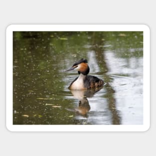 Great Crested Grebe Sticker